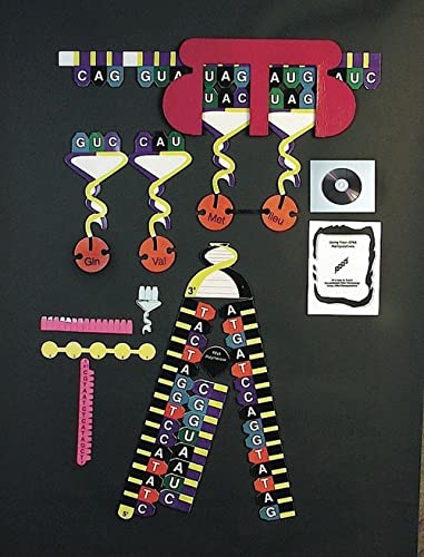 United Scientific™ PSYKIT Protein Synthesis Manipulatives Kit | Great for Any Classrom or Home | 1 Each