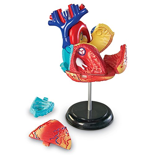 Learning Resources Human Heart Model