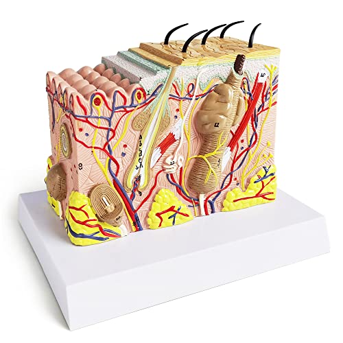 Human Anatomy Skin Model, 35X, with Hair, with Teaching Manual - color: 35x