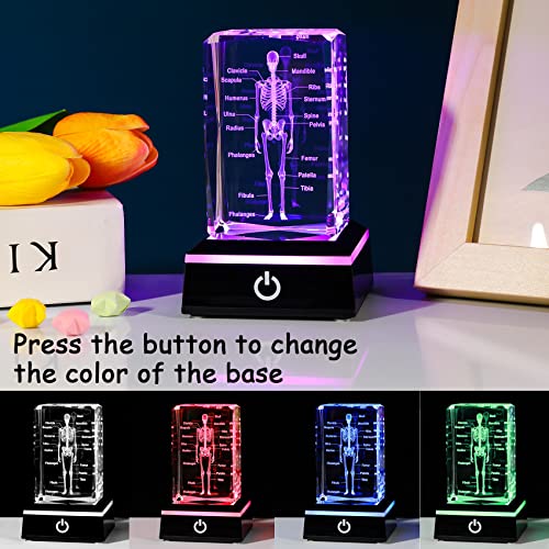 Movdyka 3D Human Skeleton Anatomy Model Doctor Psychology Graduation Gifts - color: Body