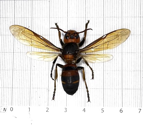 4 Real Hornet Bee Specimens Mounted Insect Taxidermy Collection Set BO54X4 - color: 4 Real Beetle #54