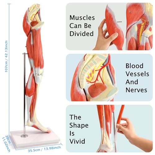 EVOTECH SCIENTIFIC Human Leg Muscles Anatomy Model, Life Size 14 Parts