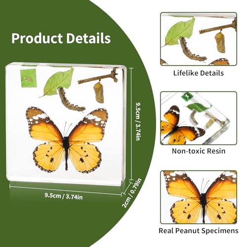 Butterfly Life Cycle Kit, Butterfly Specimen Real Insect Taxidermy Resin Encased Larvae, Perfect for Life Cycle of a Butterfly Science Education Biology Decor Lab Supply Display - color: Butterfly
