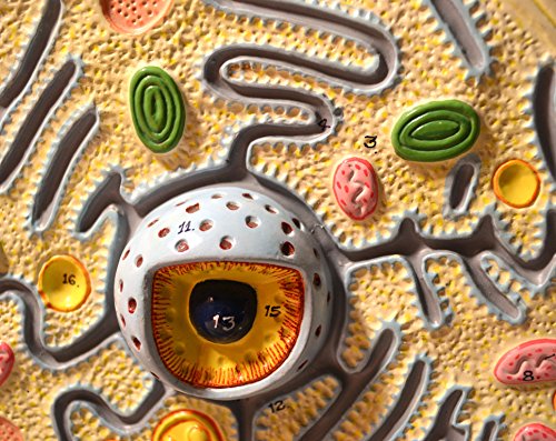 Eisco Labs Plant Cell Model; Attached to Base; Cell Diameter 8"; Cell Height 10"; Electron Microscope Structure
