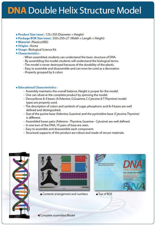 DNA Double Helix Model