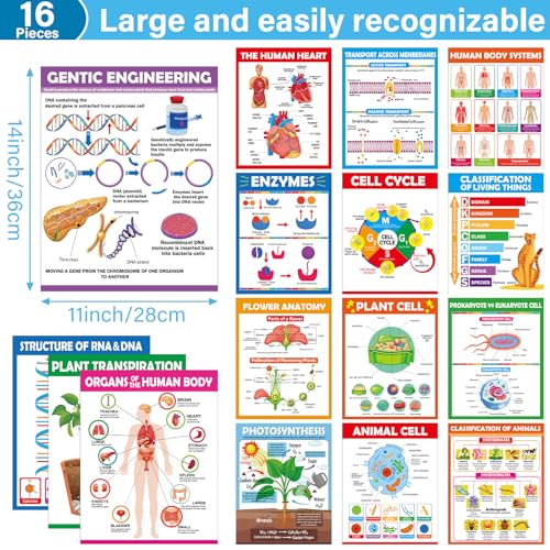 ZOIIWA 16pc Science Posters - Biology & Life Science Charts for Classroom & High School Education
