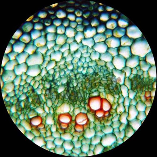 AmScope M162C-2L-PB10 1000X Dual Light Glass Lens Metal Frame Microscope - style: M162C-2L-PB10