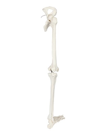 Axis Scientific Human Leg Model