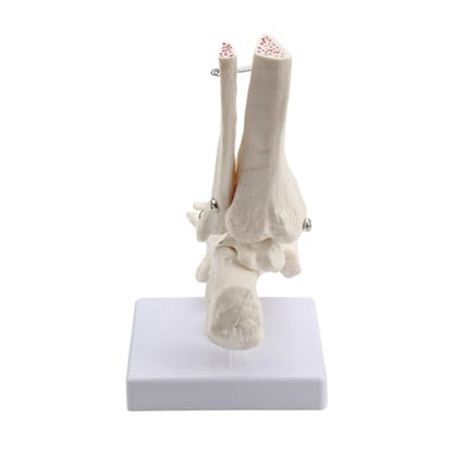 Human Foot Ankle Model Life Size 1:1 Skeleton W/Tibia Fibula - color: Foot joint