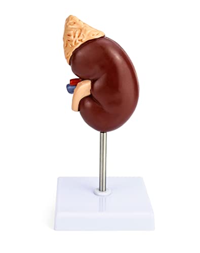 QWORK Life-Size Human Kidney Model, Educational Anatomy Replica Two-Part Structure Teaching Tool for Classroom and Biology Study