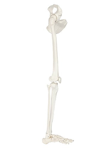 Axis Scientific Human Leg Model