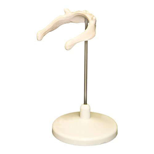 Replica Human Hyoid Bone (Teaching Quality Replica) with Stand