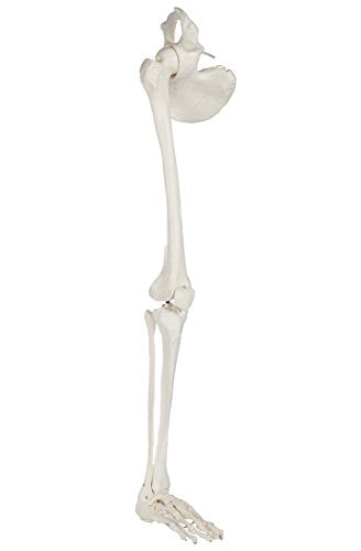 Axis Scientific Human Leg Model