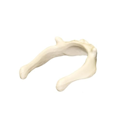 Replica Human Hyoid Bone (Teaching Quality Replica) with Stand