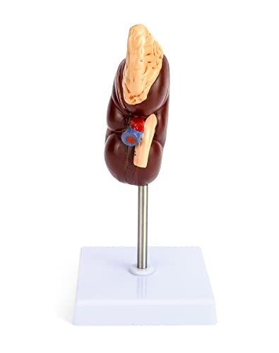 QWORK Life-Size Human Kidney Model, Educational Anatomy Replica Two-Part Structure Teaching Tool for Classroom and Biology Study