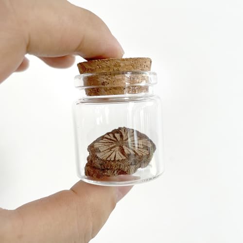 8 pcs 30ml Small Glass Bottles with Cork Stopper,Decorative Bottle,Vials Jars,Cute Storage Jar,Wishing Bottle 37x40mm(1.46x1.58inch) - size: 37x40mm(1.46x1.58inch)