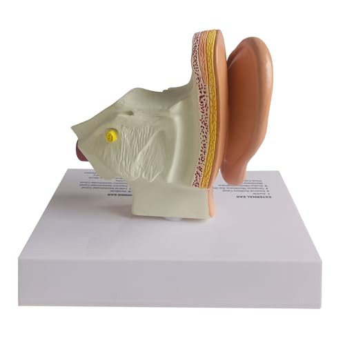 Human Ear Model, Life-Size Ear Anatomy Model, Outer, Middle & Inner Ear with Removable Base for Medical & 4D Science Education