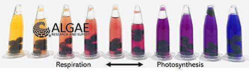 Algae Research and Supply: Algae Beads (Ready-to-go Algae Beads in Indicator- snap vials (x10)) - style: Ready-to-go Algae Beads in Indicator- snap vials (x10)