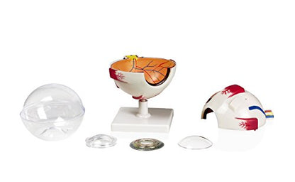 Parco Scientific PB00075 4X Eye Model 7 Parts | Shows Optic Nerves | Muscles in Natural Position and Bony Orbit | Dissected Horizontal Plane Reveals Cornea, Iris, Lens and Vitreous Body | W Key Card