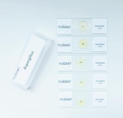 Aspergillus Prepared Microscope Slides, 5 Pack Aspergillus Slides Show Fungal Spores, Learn About The Structure of Brown Mold and Reproduction