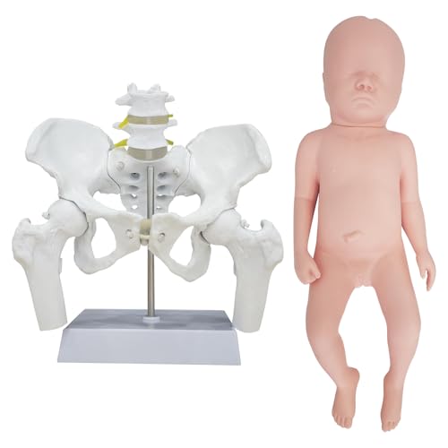 Female Pelvis with Baby Model, Life Size Elastic Pelvis Movable Femur Heads and Flexible Lumbar Spine Joints for Doula Childbirth Education Tools Obstetrics Gynecology Patient Communication - size: Enlarged Pelvis Model