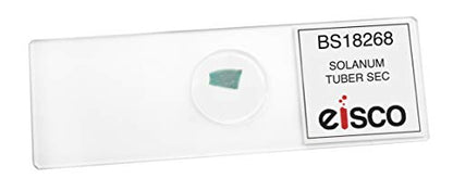 Solanum Tuber Section - Prepared Microscope Slide - 75 x 25mm - Biology & Microscopy - Eisco Labs - style: Single Slide