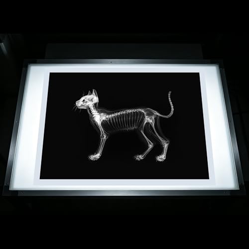 Thematic Animal X-Rays, Set of 16, Simulation Specimen, Science Education Materials for Kindergarten & Preschool, Light Table Accessories, Montessori & Reggio-Inspired (Pets) - color: Pets