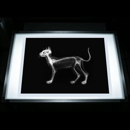 Thematic Animal X-Rays, Set of 16, Simulation Specimen, Science Education Materials for Kindergarten & Preschool, Light Table Accessories, Montessori & Reggio-Inspired (Pets) - color: Pets