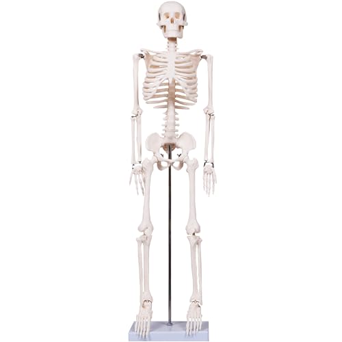 breesky Scientifc Human Skeleton Model for Anatomy, 33.4’’ Skeleton Model with Metal Stand, Removable Arms&Legs for Student to Study Human Skeleton Anatomy System, Halloween Decor, Manual Included