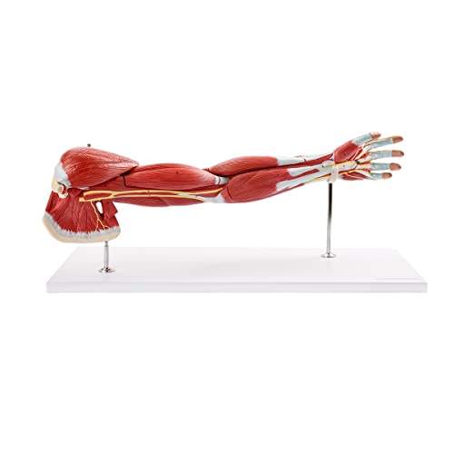 EVOTECH SCIENTIFIC Human Anatomical Muscular Arm Model, 7 Part Life Size