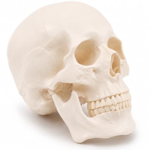 Human Skull Model for Anatomy, Life-Size 3-Part Anatomically Correct Skull