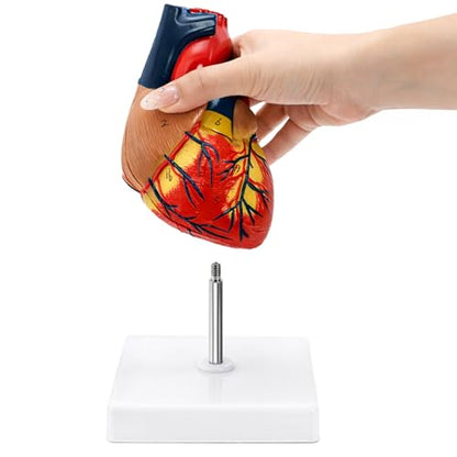 Life Size Human Heart Model, 2-Part Magnetic Anatomical Model, 30 Labels