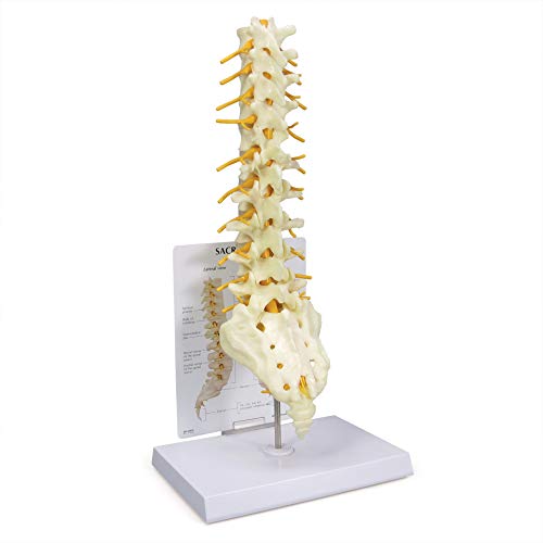 GPI Anatomicals Sacrum T8 Spine Model with L-1 to L-5 and T-12 to T-8 - style: Sacrum T8 Spine Model