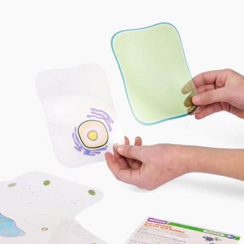 Roylco Plant Cell Model – Back to School STEM Kit for Kids, Transparent Plant Cell Building Set for Classroom Life Science Lessons & Hands-On Biology Activities
