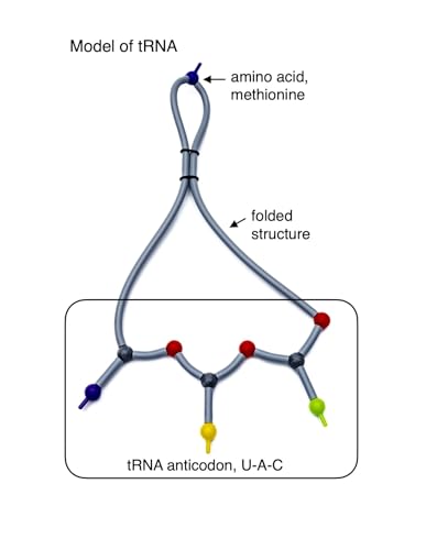 Protein Synthesis Model Set