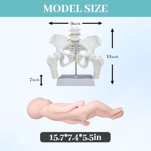 Female Pelvis with Baby Model, Life Size Elastic Pelvis Movable Femur Heads and Flexible Lumbar Spine Joints for Doula Childbirth Education Tools Obstetrics Gynecology Patient Communication - size: Enlarged Pelvis Model