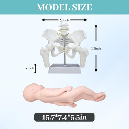 Female Pelvis with Baby Model, Life Size Elastic Pelvis Movable Femur Heads and Flexible Lumbar Spine Joints for Doula Childbirth Education Tools Obstetrics Gynecology Patient Communication - size: Enlarged Pelvis Model