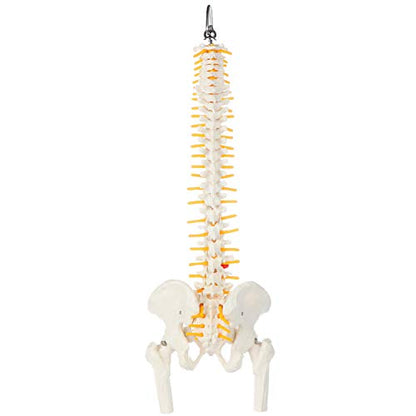 Axis Scientific 15.5" Miniature Spine Model, Vertebrae
