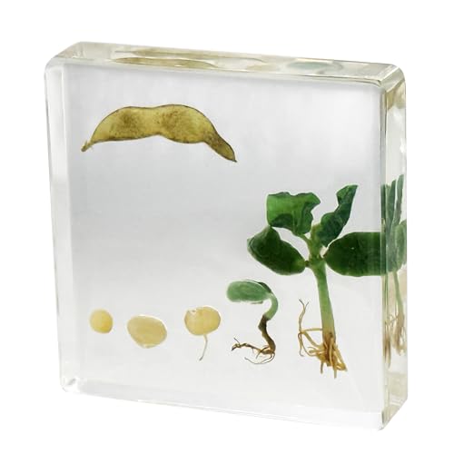 Bean Germination Resin Specimen,5 Stages of Bean Seed Growth Preserved in Clear Resin, Biology Teaching Aid,Homeschool Science,Unique Home Office Desk,Gift (3.74×3.74×0.79 in)