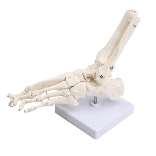 Human Foot Ankle Model Life Size 1:1 Skeleton W/Tibia Fibula - color: Foot joint