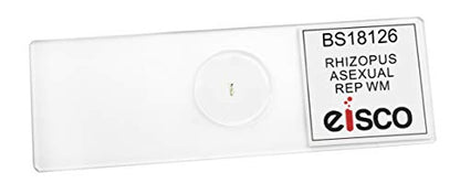 25PK Rhizopus, Asexual Reproduction - Prepared Microscope Slides - Classroom Pack, 25 Slides in Storage Case - Biology & Microscopy - Eisco Labs - size: Pack of 25