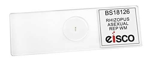 25PK Rhizopus, Asexual Reproduction - Prepared Microscope Slides - Classroom Pack, 25 Slides in Storage Case - Biology & Microscopy - Eisco Labs - size: Pack of 25