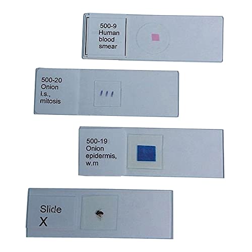 United Scientific Supplies 100-182 "Lily Meiosis, First Meiotic Division (Plant Cell Meiosis)" Prepared Microscope Slide
