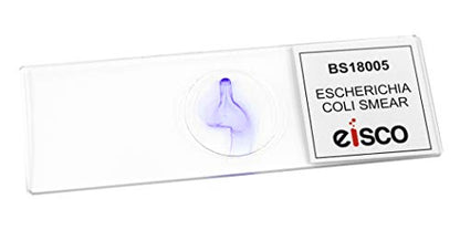 EISCO Escherichia Coli Smear, Gram Stain - Prepared Microscope Slide - 75 x 25mm - Biology & Microscopy
