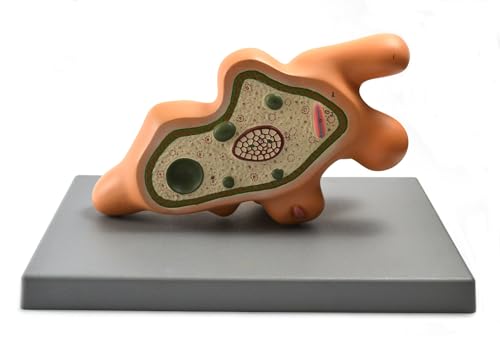 Eisco Labs Amoeba Proteus Model on Base; Enlarged Approx. 1000 Times; Pseudopod Extended
