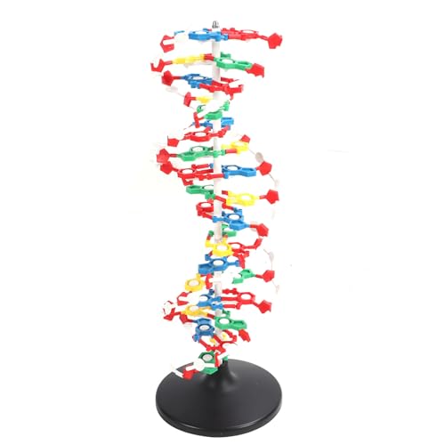 DNA Structure Model Plastic Educational DNA Model Teaching Equipment
