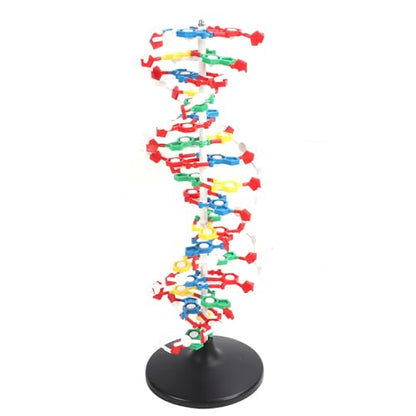 DNA Structure Model Plastic Educational DNA Model Teaching Equipment