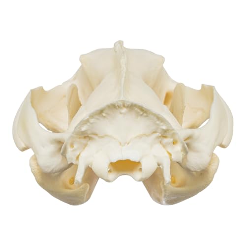 Skulls Unlimited Real Small Animal Skull Specimens - Educational Osteology Display – Multiple Species Available Skulls Unlimited Real Opossum Skull – Small Mammal Osteology Specimen