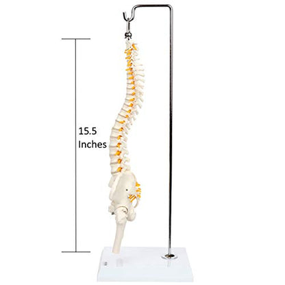 Axis Scientific 15.5" Miniature Spine Model, Vertebrae