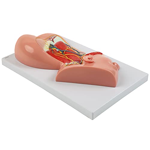 Axis Scientific Human Neck with Muscles, Nerves